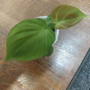 Philodendron Camposportoanum